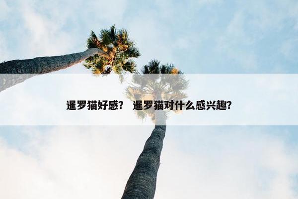 暹罗猫好感？ 暹罗猫对什么感兴趣？