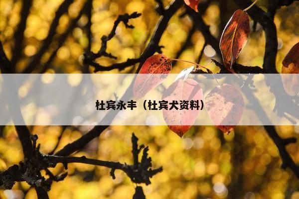 杜宾永丰（杜宾犬资料）