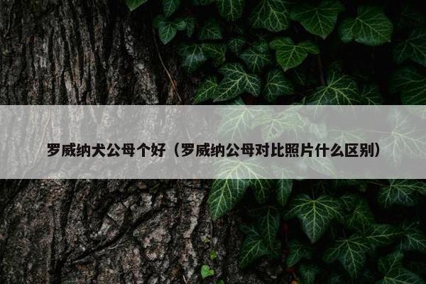 罗威纳犬公母个好（罗威纳公母对比照片什么区别）