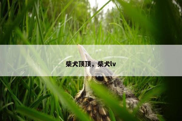 柴犬顶顶，柴犬lv