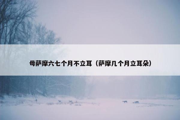 母萨摩六七个月不立耳（萨摩几个月立耳朵）