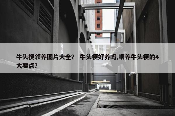 牛头梗领养图片大全？ 牛头梗好养吗,喂养牛头梗的4大要点？