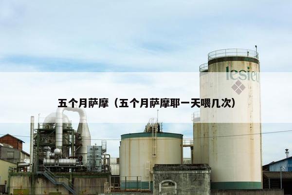 五个月萨摩（五个月萨摩耶一天喂几次）