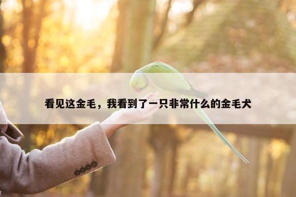 看见这金毛，我看到了一只非常什么的金毛犬