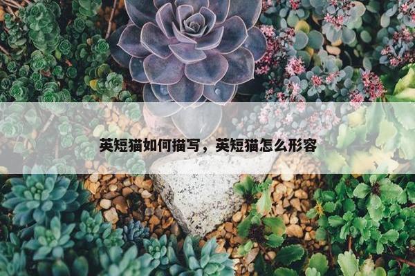 英短猫如何描写，英短猫怎么形容