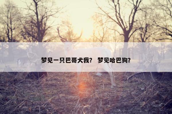 梦见一只巴哥犬我？ 梦见哈巴狗？