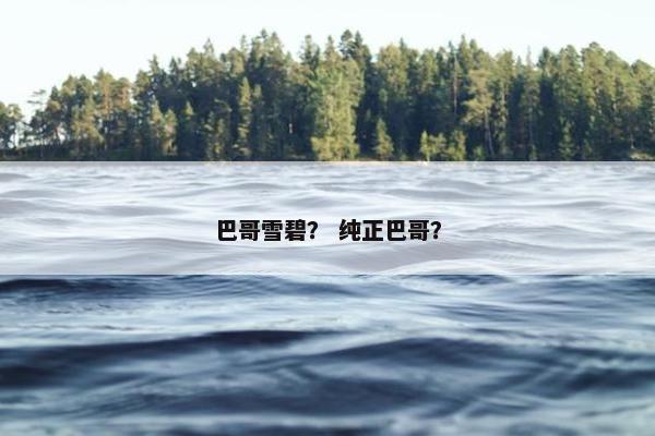 巴哥雪碧？ 纯正巴哥？