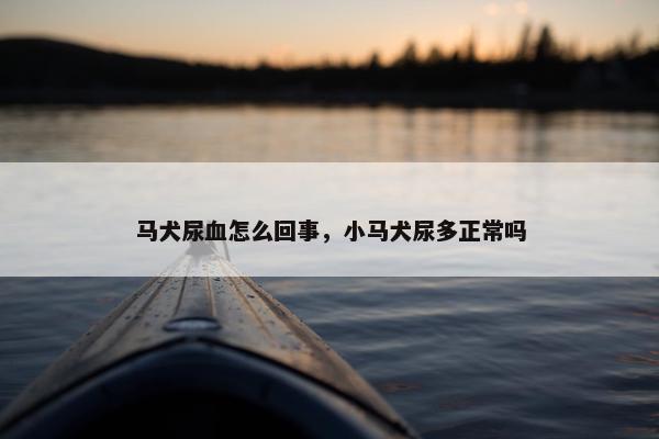 马犬尿血怎么回事,小马犬尿多正常吗