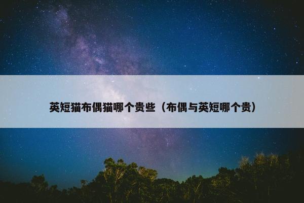 英短猫布偶猫哪个贵些（布偶与英短哪个贵）