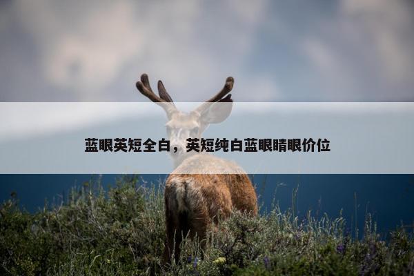 蓝眼英短全白，英短纯白蓝眼睛眼价位