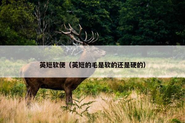 英短软便（英短的毛是软的还是硬的）