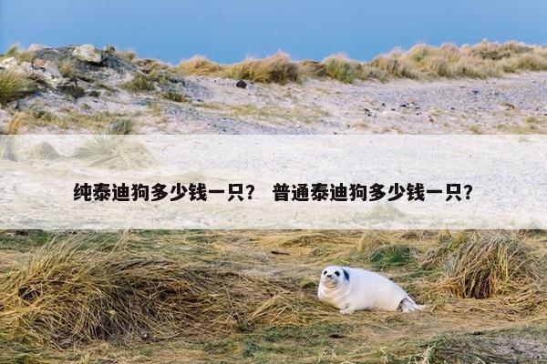 纯泰迪狗多少钱一只？ 普通泰迪狗多少钱一只？