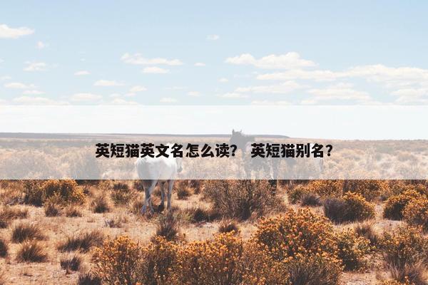英短猫英文名怎么读？ 英短猫别名？