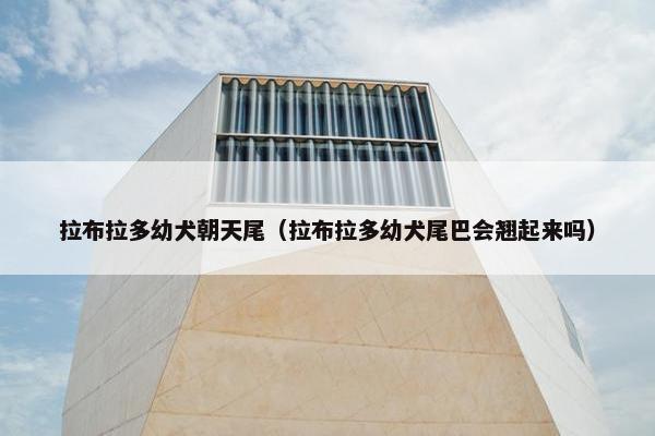拉布拉多幼犬朝天尾（拉布拉多幼犬尾巴会翘起来吗）