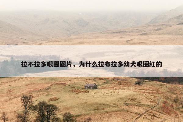 拉不拉多眼圈图片，为什么拉布拉多幼犬眼圈红的