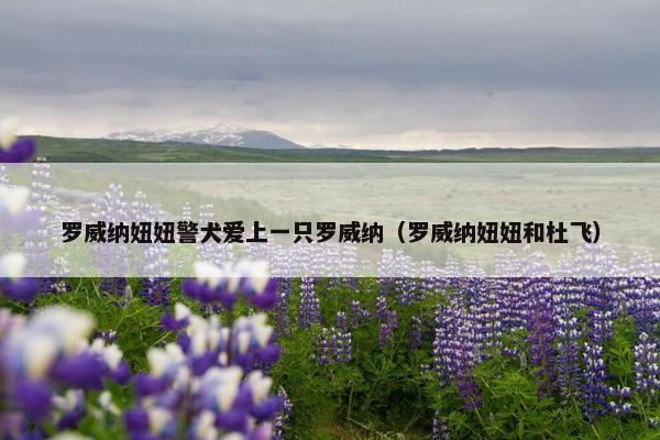 罗威纳妞妞警犬爱上一只罗威纳（罗威纳妞妞和杜飞）