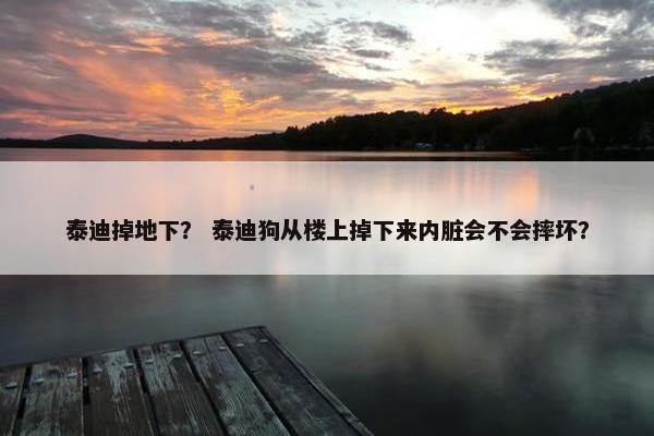 泰迪掉地下? 泰迪狗从楼上掉下来内脏会不会摔坏?