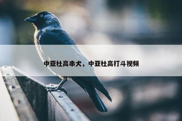 中亚杜高串犬,中亚杜高打斗视频