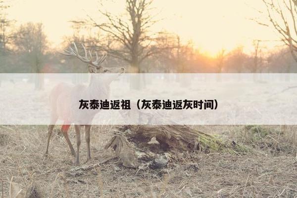 灰泰迪返祖（灰泰迪返灰时间）
