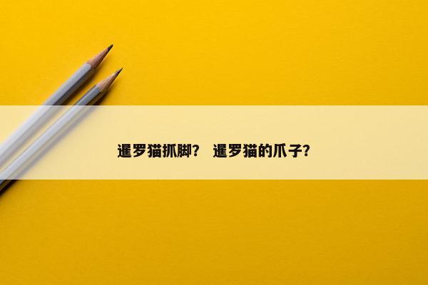 暹罗猫抓脚? 暹罗猫的爪子?