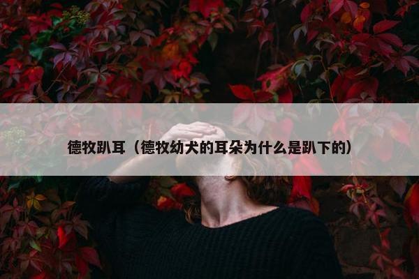 德牧趴耳(德牧幼犬的耳朵为什么是趴下的)