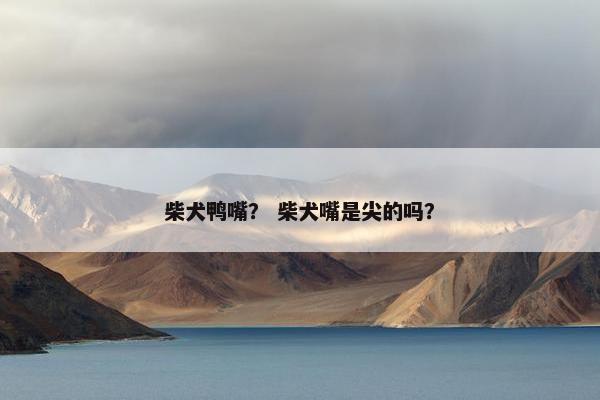 柴犬鸭嘴? 柴犬嘴是尖的吗?