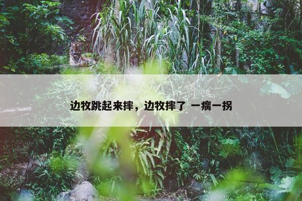 边牧跳起来摔，边牧摔了 一瘸一拐