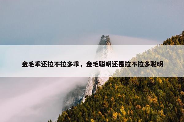金毛乖还拉不拉多乖，金毛聪明还是拉不拉多聪明