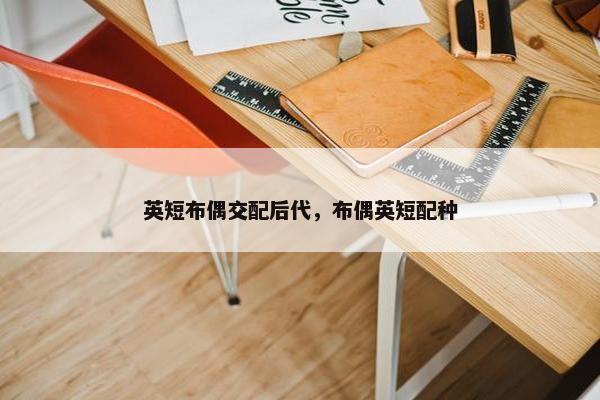 英短布偶交配后代，布偶英短配种