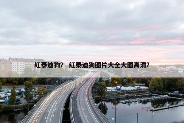 红泰迪狗？ 红泰迪狗图片大全大图高清？