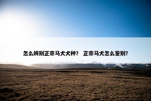 怎么辨别正宗马犬犬种? 正宗马犬怎么鉴别?