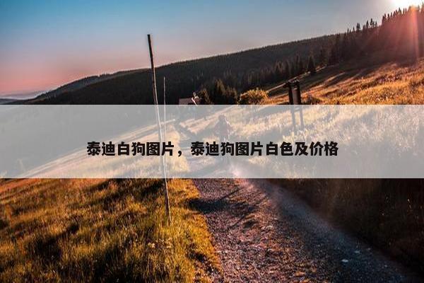 泰迪白狗图片，泰迪狗图片白色及价格
