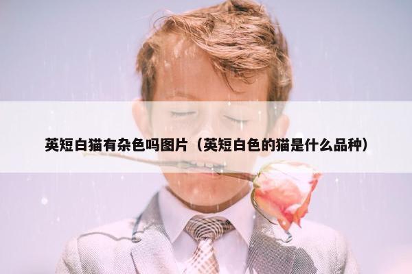 英短白猫有杂色吗图片（英短白色的猫是什么品种）