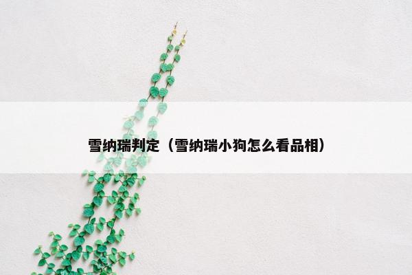 雪纳瑞判定（雪纳瑞小狗怎么看品相）