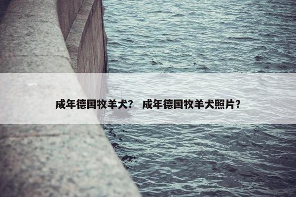 成年德国牧羊犬？ 成年德国牧羊犬照片？