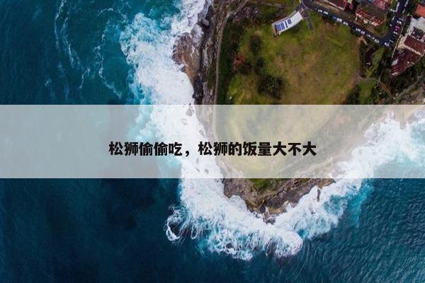 松狮偷偷吃,松狮的饭量大不大
