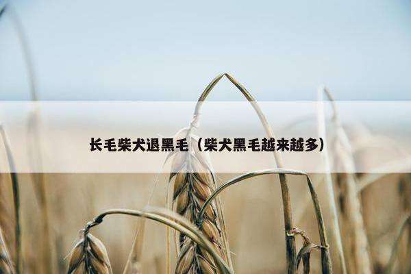 长毛柴犬退黑毛（柴犬黑毛越来越多）