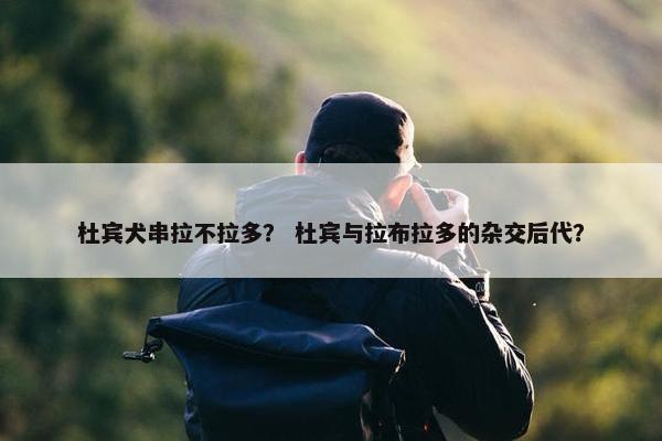 杜宾犬串拉不拉多？ 杜宾与拉布拉多的杂交后代？
