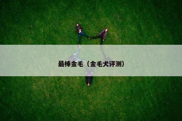 最棒金毛（金毛犬评测）