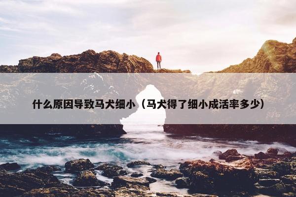 什么原因导致马犬细小（马犬得了细小成活率多少）