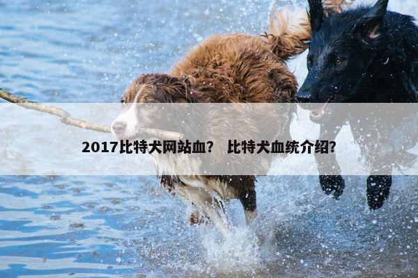 2017比特犬网站血？ 比特犬血统介绍？