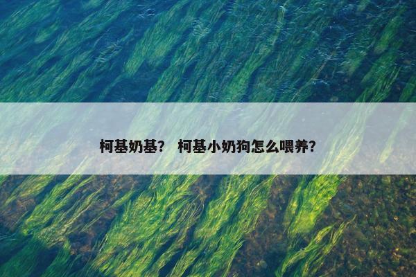 柯基奶基? 柯基小奶狗怎么喂养?
