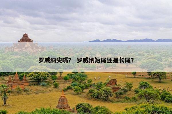 罗威纳尖嘴？ 罗威纳短尾还是长尾？