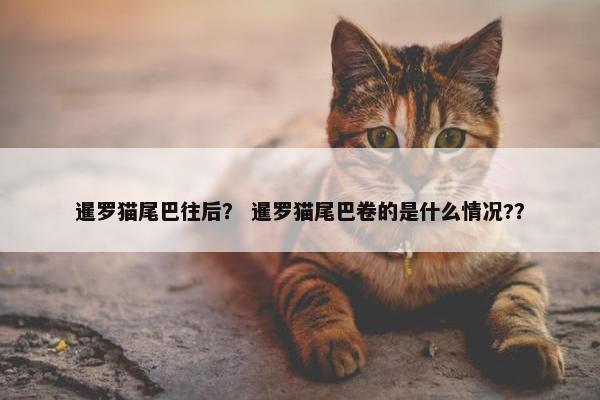 暹罗猫尾巴往后？ 暹罗猫尾巴卷的是什么情况?？
