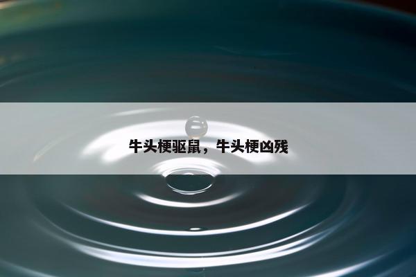 牛头梗驱鼠，牛头梗凶残