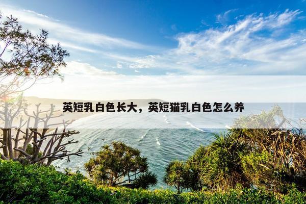 英短乳白色长大，英短猫乳白色怎么养