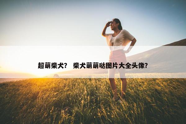 超萌柴犬？ 柴犬萌萌哒图片大全头像？