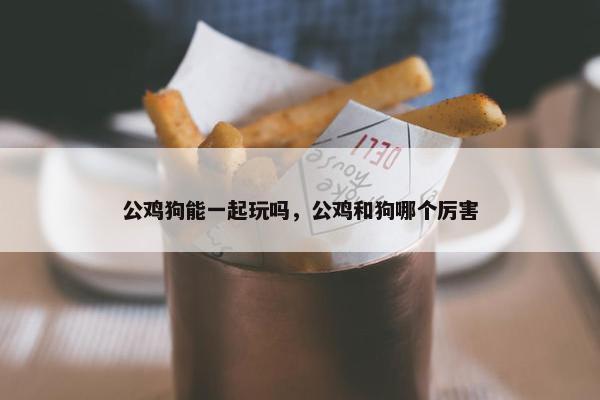 公鸡狗能一起玩吗,公鸡和狗哪个厉害