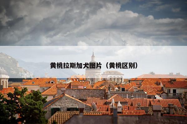 黄桃拉斯加犬图片（黄桃区别）