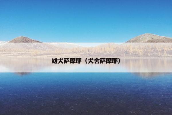 雄犬萨摩耶（犬舍萨摩耶）